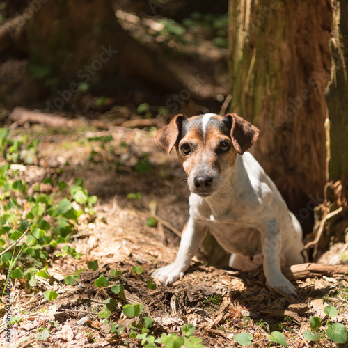 Cute Jack Russell Terrier hunting dog is looing out of a cave