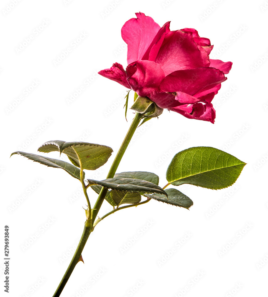 rose flower on isolated white background. Pink rose bud isolate rose flower on isolated white background. Pink rose bud isolate