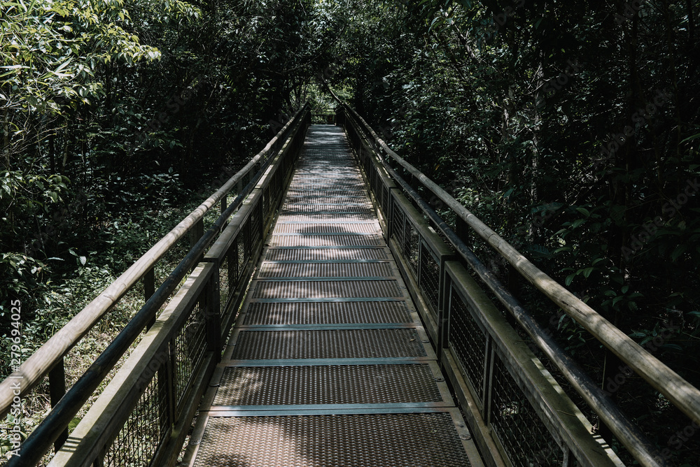 Walkway into jungle Jungle rainforest,tropic forest with fern and lush vegetation, nature trail at the Argentina side of Iguazu Falls Walkway into jungle Jungle rainforest,tropic forest with fern and lush vegetation, nature trail at the Argentina side of Iguazu Falls
