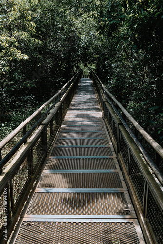 Fototapeta Naklejka Na Ścianę i Meble -  Walkway into jungle Jungle rainforest,tropic forest with fern and lush vegetation, nature trail at the Argentina side of Iguazu Falls
