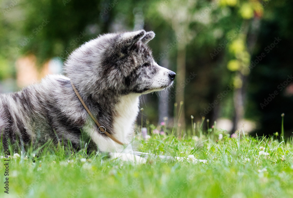 japanese akita inu dog on green grass japanese akita inu dog on green grass