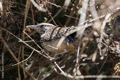 Cactus wren collecting insects to feed its babies in Big Bend National Park (Texas). photo