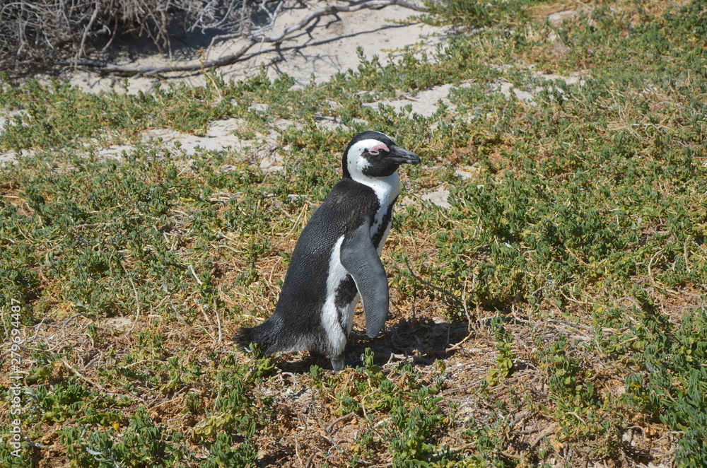 Obraz premium Pinguine