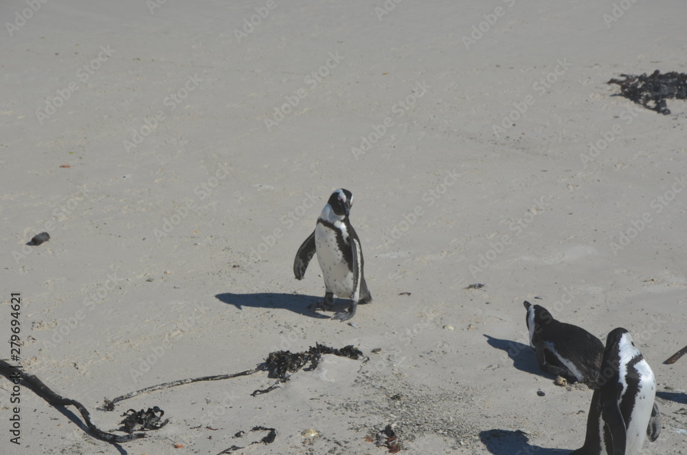 Fototapeta premium Pinguine am Strand