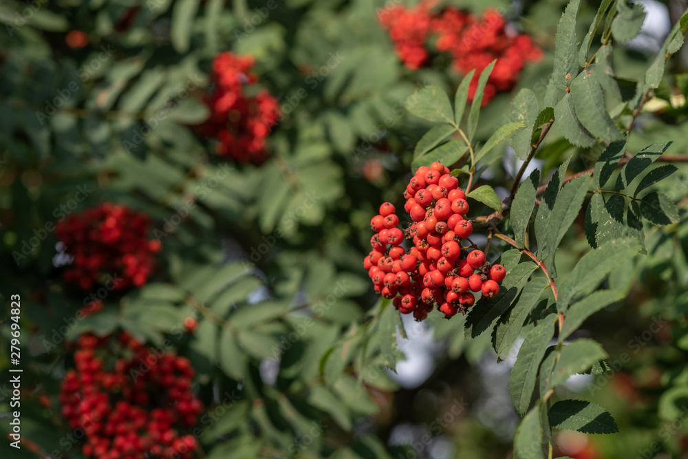 Bright rowan berries with leafs on a tree Bright rowan berries with leafs on a tree