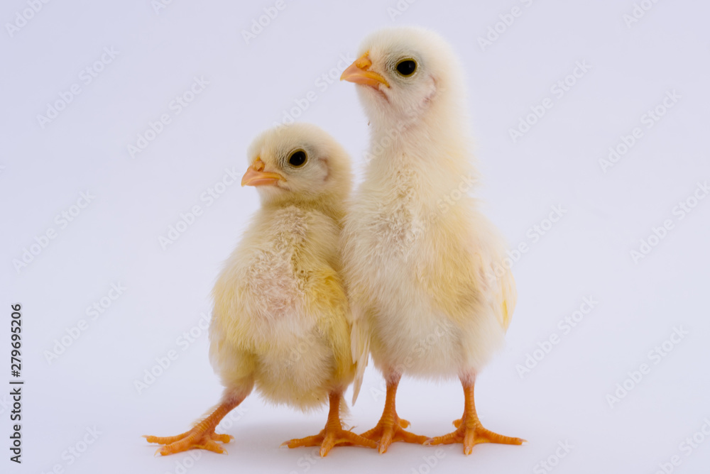 Baby Chicks