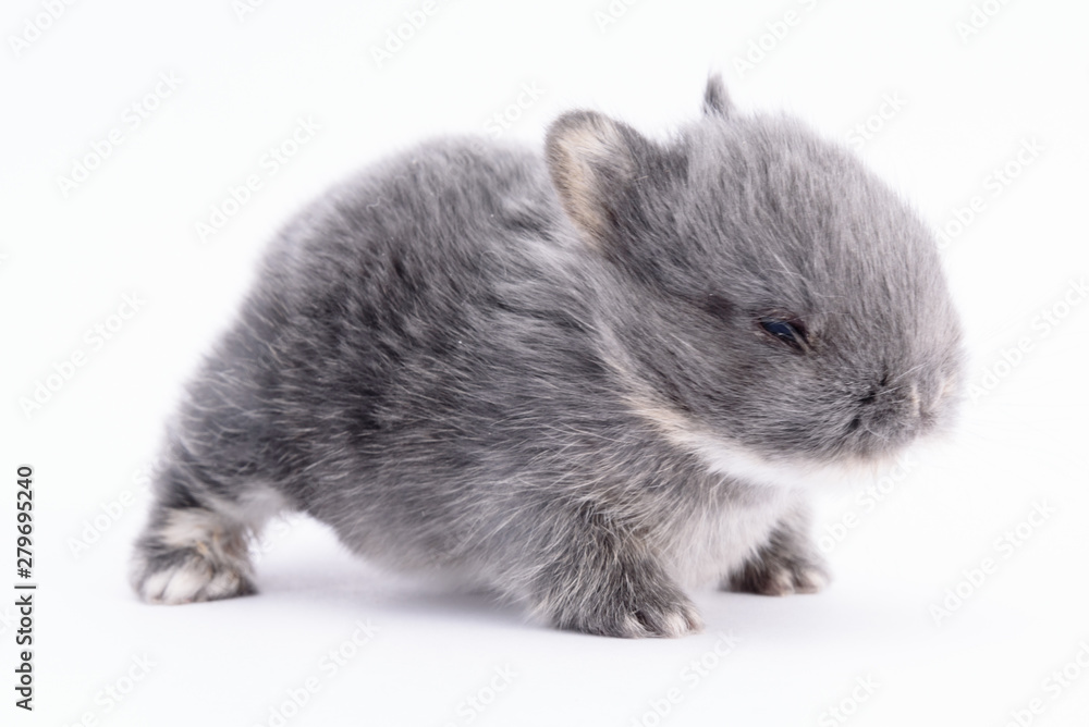 Baby Bunny