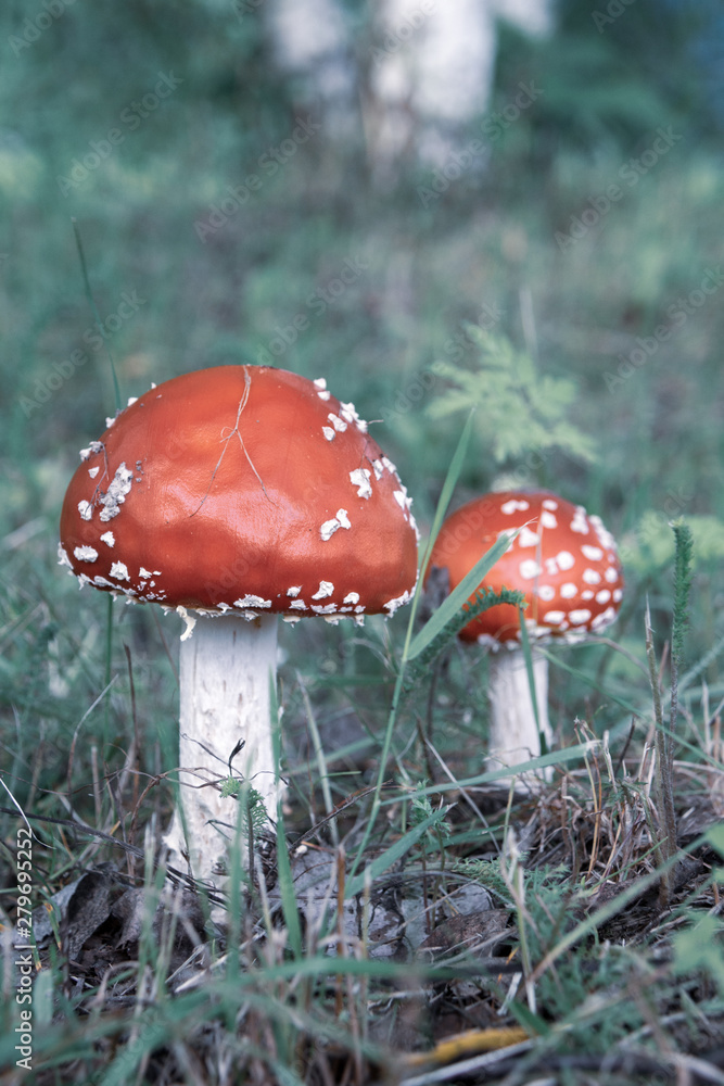 Two fly agaric wild mushrooms bright red with white dots in a forest Two fly agaric wild mushrooms bright red with white dots in a forest