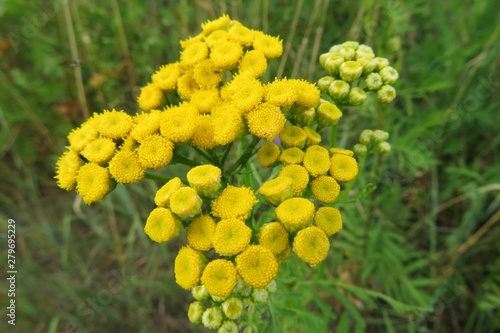 Yellow tansy flowers on the meadow  closeup