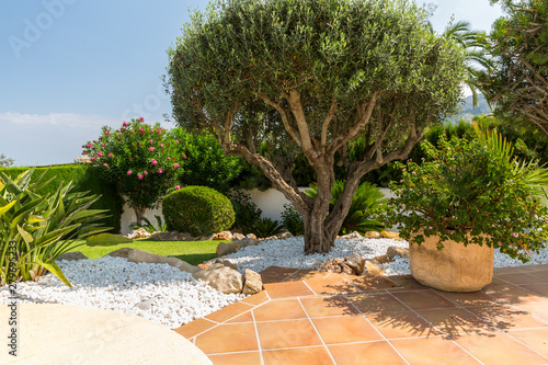 Mediterranean garden with olive tree