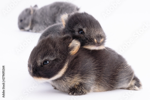 Baby Bunnies