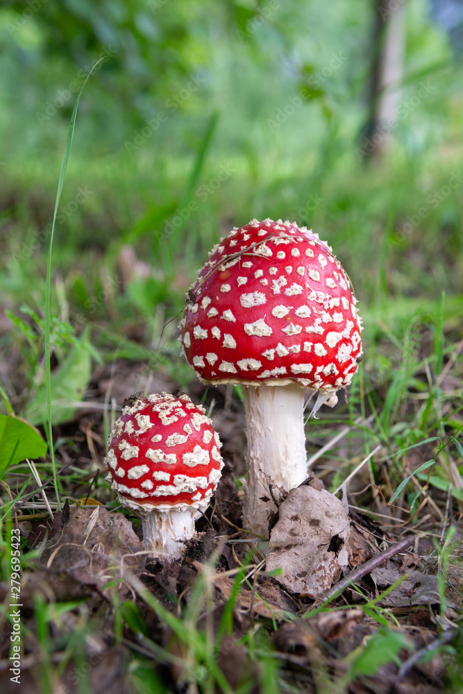 Two fly agaric wild mushrooms bright red with white dots in a forest Two fly agaric wild mushrooms bright red with white dots in a forest