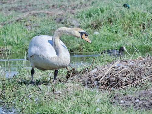  Swan on grass watching over his nest