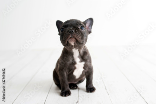 Portrait of French bulldog, frenchie, adorable dog on light white wood background looking up