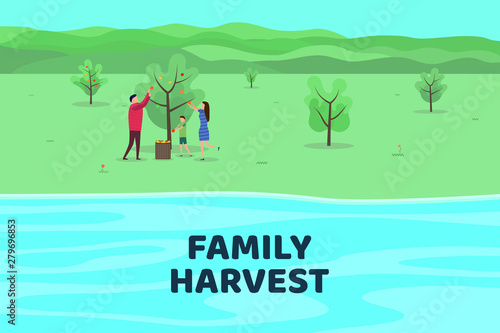 Harvesting people. Vector flat illustration. Family harvests apples. Minimalist design. 