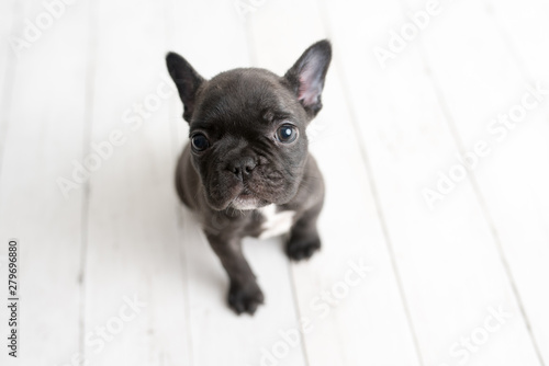 French bulldog puppy, frenchie, adorable dog on light white wood background © Tanya