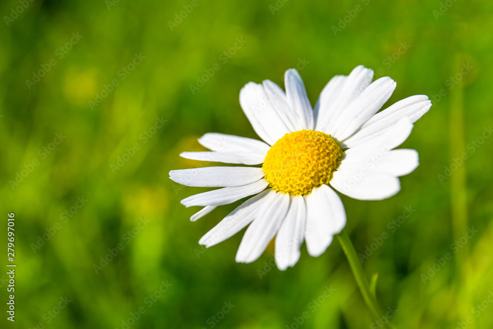 Fototapeta premium small daisy flower on green background, copy space