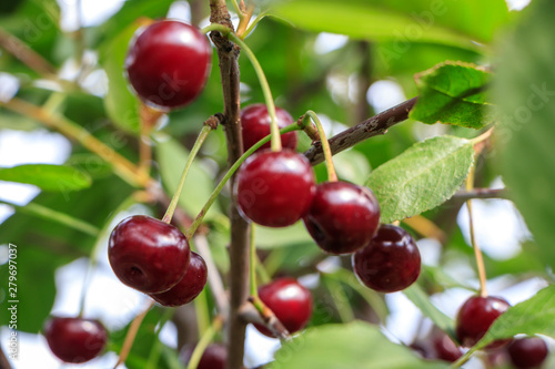 Cherry berries on a branch among green foliage