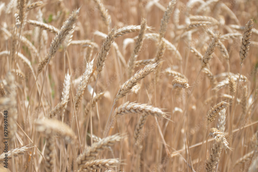 Fototapeta premium Wheat field