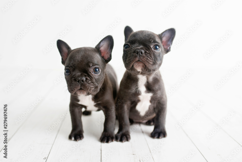 Portrait of two French bulldogs, frenchies adorable dogs on light white wood background