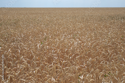 Wheat field
