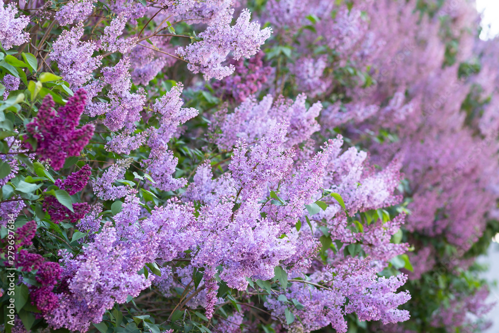 Purple lilac flowers with green leaves. Spring blossom. Selective focus. Purple lilac flowers with green leaves. Spring blossom. Selective focus.