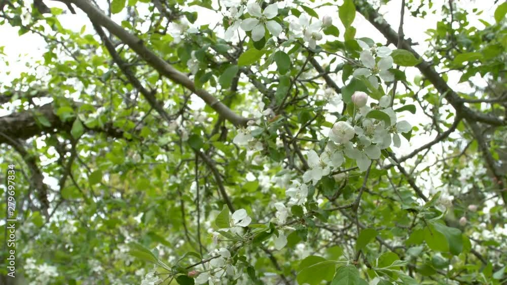 23480_The_waving_flowers_of_the_apple_tree.mov 23480_The_waving_flowers_of_the_apple_tree.mov