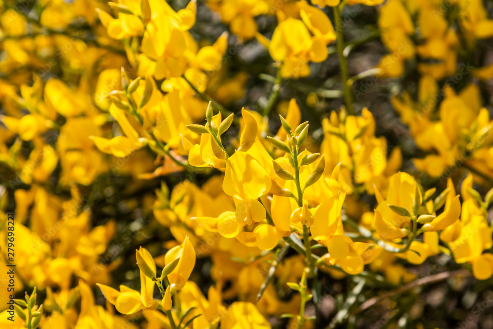 Yellow Spanish Broom (Spartium junceum), mediterranean region in France,on blue sky background Yellow Spanish Broom (Spartium junceum), mediterranean region in France,on blue sky background