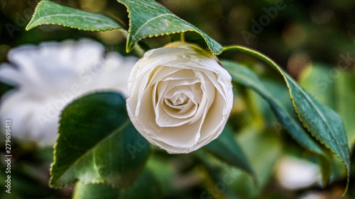 Camellia Japonica Alba Plena closeup 1