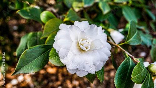 Camellia Japonica Alba Plena closeup 2