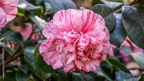 Camellia Japonica closeup 1