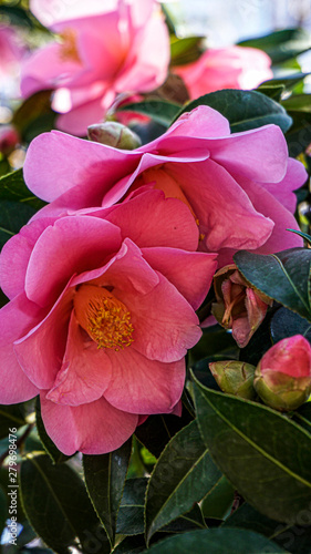 Camellia Sasanqua closeup 2