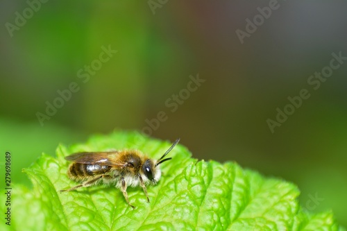 A little bee  (  apoidea  ) on green leaf in nature © Claudia Evans 