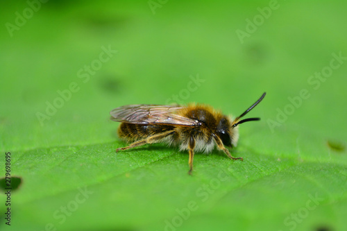 A little bee ( apoidea ) on green leaf in nature