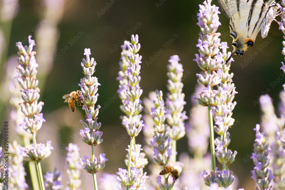 Obraz premium Bees and flowers on meadow in Bologna, Italy with a summer time atmosphere