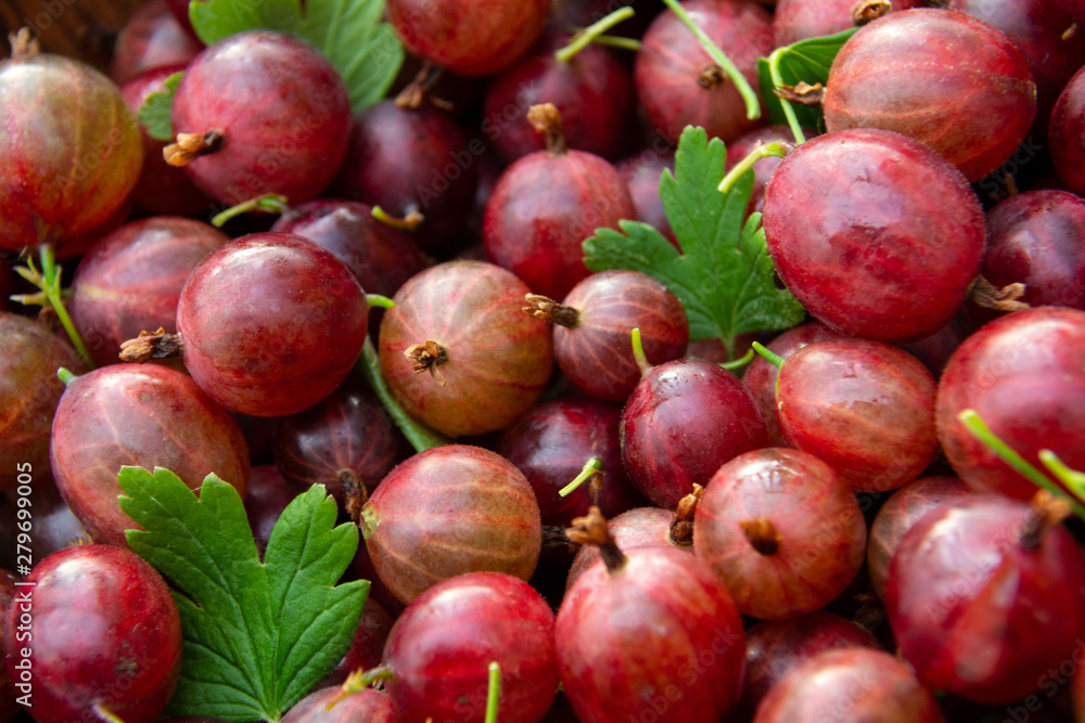 Red ripe gooseberries with green leaves closeup