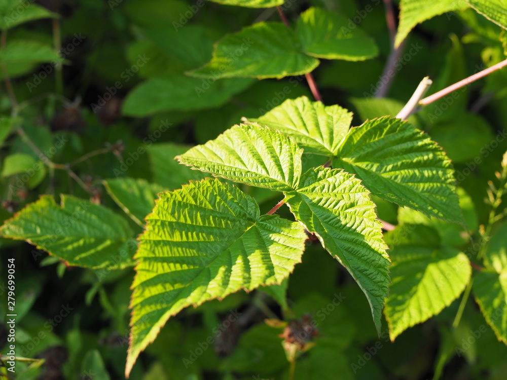 Beautiful green leaves on raspberries in nature Beautiful green leaves on raspberries in nature