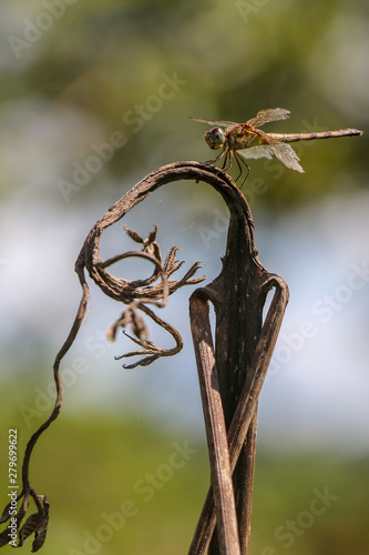 a dragonfly resting © Ewerton