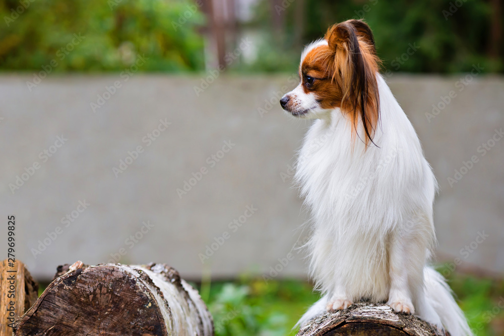 Portrait of a papillon purebreed dog with wall behind Portrait of a papillon purebreed dog with wall behind