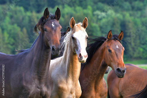 Fototapeta Naklejka Na Ścianę i Meble -  Herd of horses in the pasture.