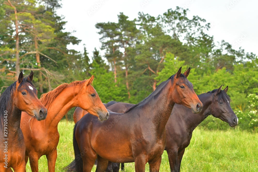 Fototapeta premium Herd of horses in the pasture.