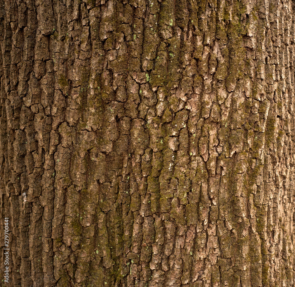 Relief texture of the brown bark of a tree with green moss on it. Horizontal photo of a tree bark texture. Relief creative texture of an old oak bark. Relief texture of the brown bark of a tree with green moss on it. Horizontal photo of a tree bark texture. Relief creative texture of an old oak bark.