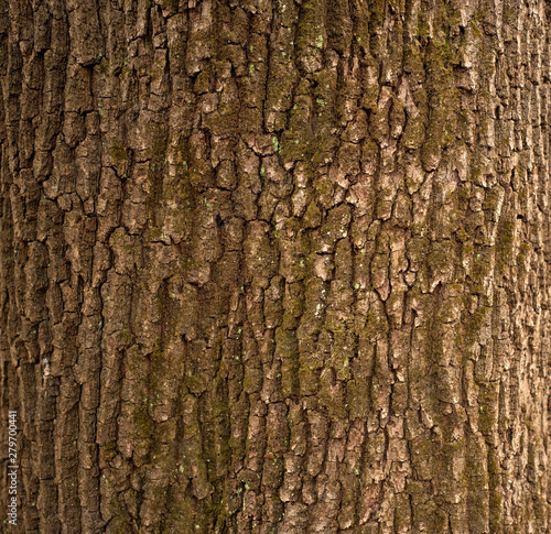 Fototapeta Naklejka Na Ścianę i Meble -  Relief texture of the brown bark of a tree with green moss on it. Horizontal photo of a tree bark texture. Relief creative texture of an old oak bark.
