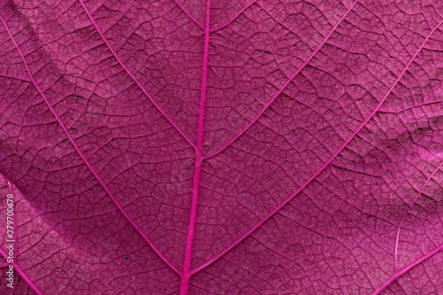Grape leaf. Closeup of a grape leaf. The texture of the grape leaf. © Oleksii