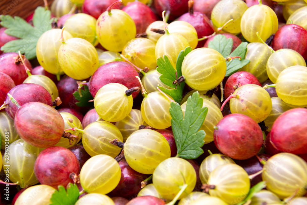 Red, yellow and green ripe gooseberries