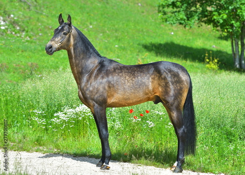 Buckskin Akhal Teke stalion standing in the summer meadow. Side view.