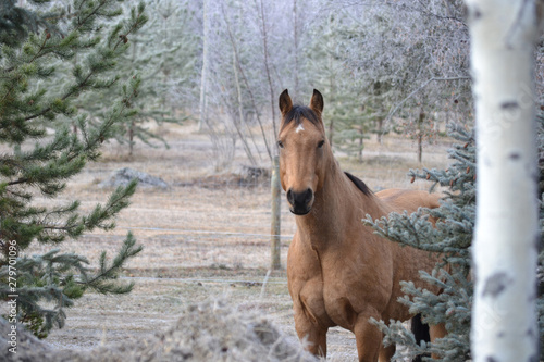 Bilde på lerret frosty buckskin quarter horse