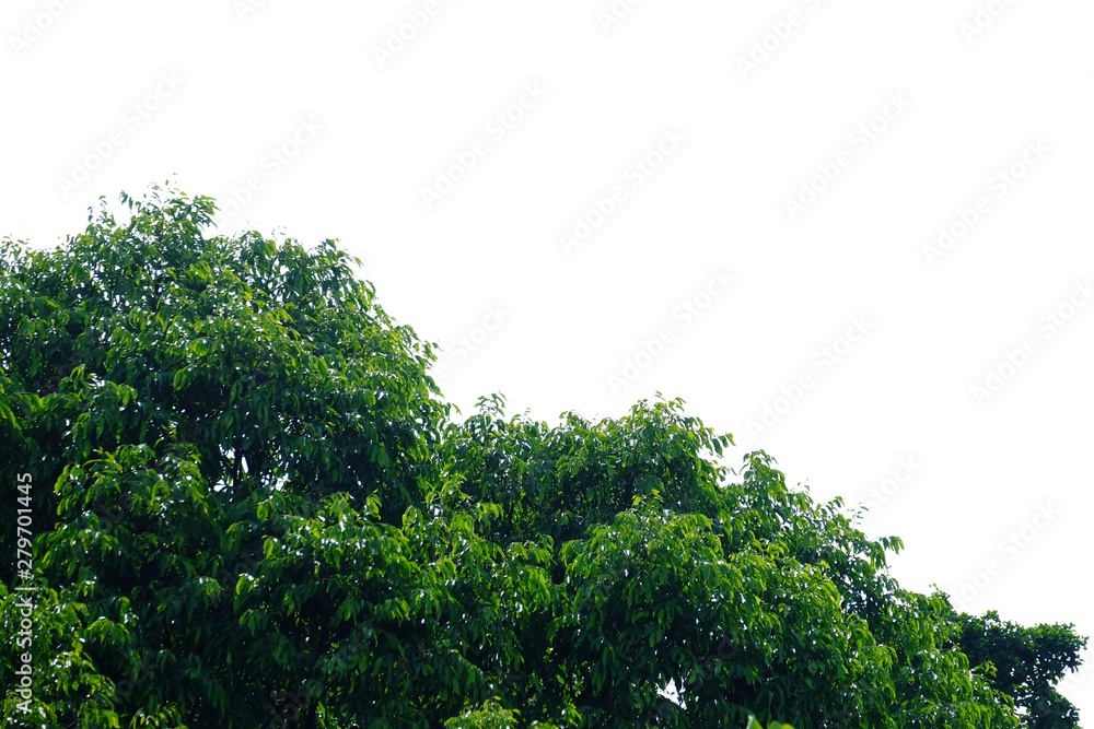 Tropical plants on white isolated background for green foliage backdrop