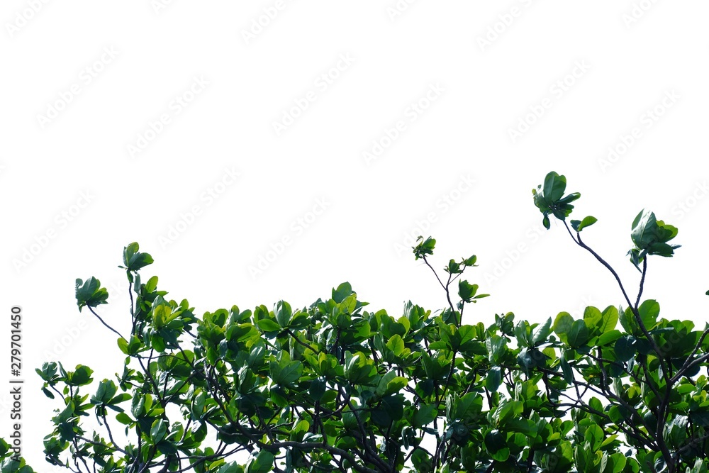 Tropical tree leaves with branches on white isolated background for green foliage backdrop Tropical tree leaves with branches on white isolated background for green foliage backdrop