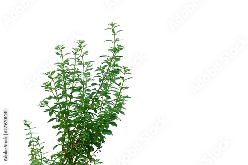 Tropical plant leaves growing in a garden on white isolated background for green foliage backdrop 